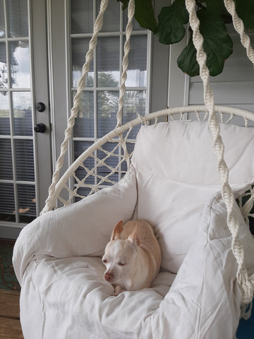 UGC customer photo of the Hammora Cocoon Chair in a real home